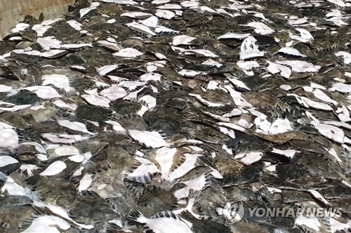 고수온에 집단 폐사한 물고기