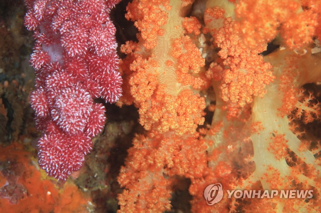서귀포 문섬의 화려한 연산호