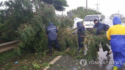 강풍에 쓰러진 가로수