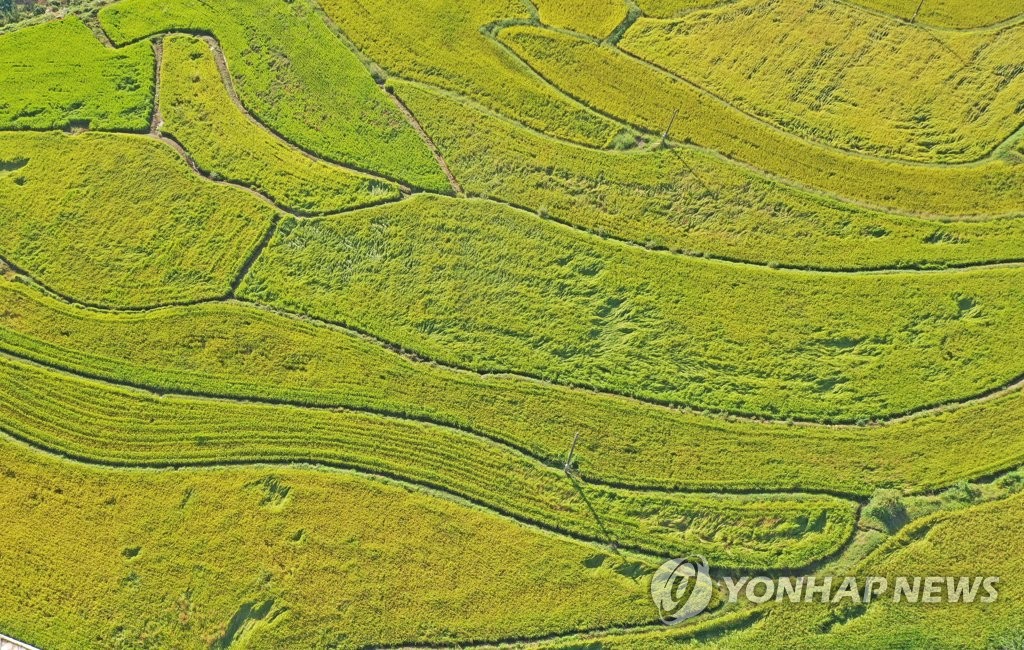 익어가는 가을들녘