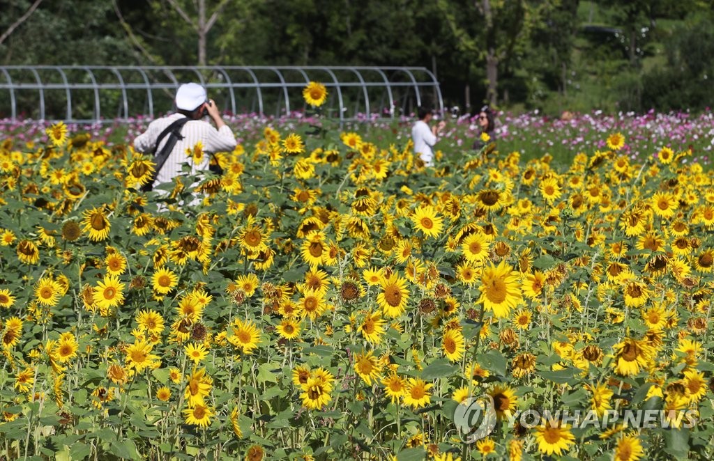 해바라기와 함께 깊어가는 가을