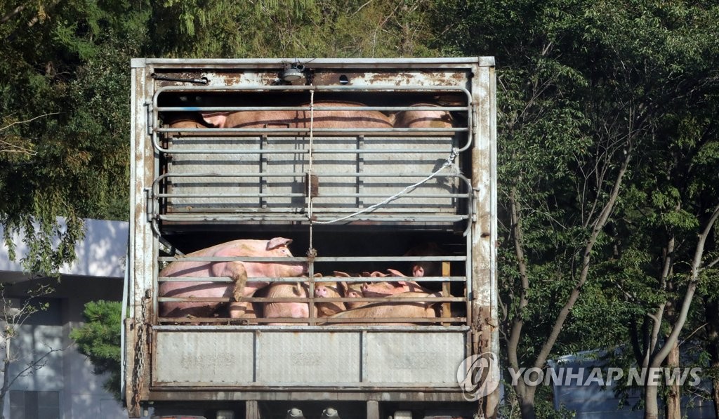 이동제한 해제…도축장 향하는 돼지 운반 차량