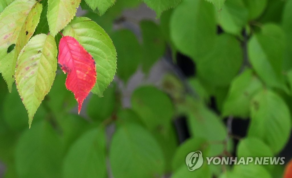 정말 가을이 오나봐요