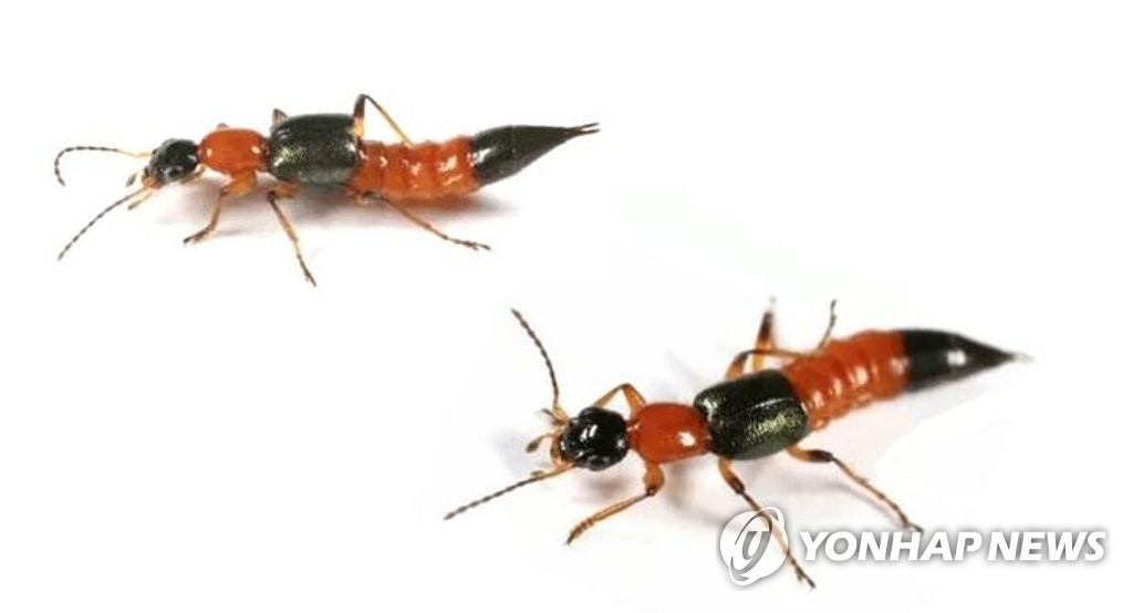 진주에 출현한 '화상벌레' 청딱지 개미 반날개