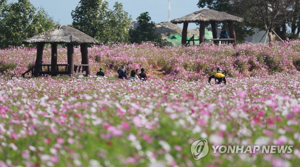 예쁘게 물든 가을 꽃밭
