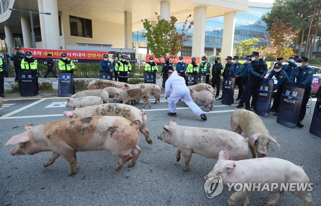 돼지 몰고 항의 시위하는 잔반 양돈인들