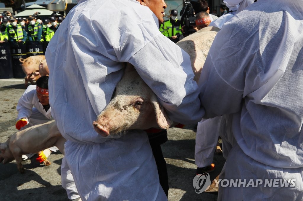 돼지 다시 옮기는 양돈인들