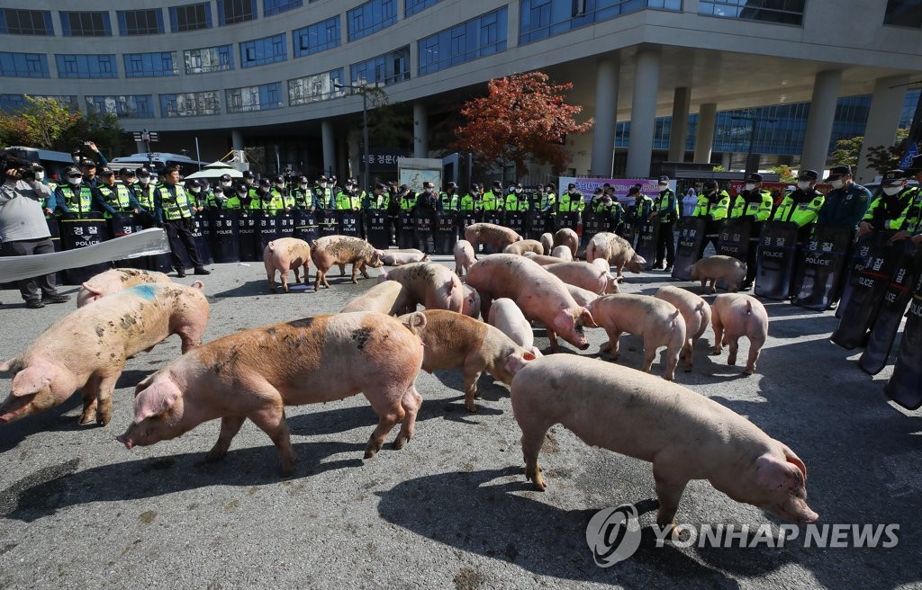 정부청사 앞 "꿀꿀"…돼지열병 잔반 금지에 뿔난 농민 돼지 풀어