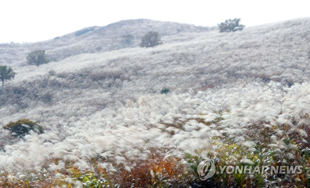 억새가 춤을 추네