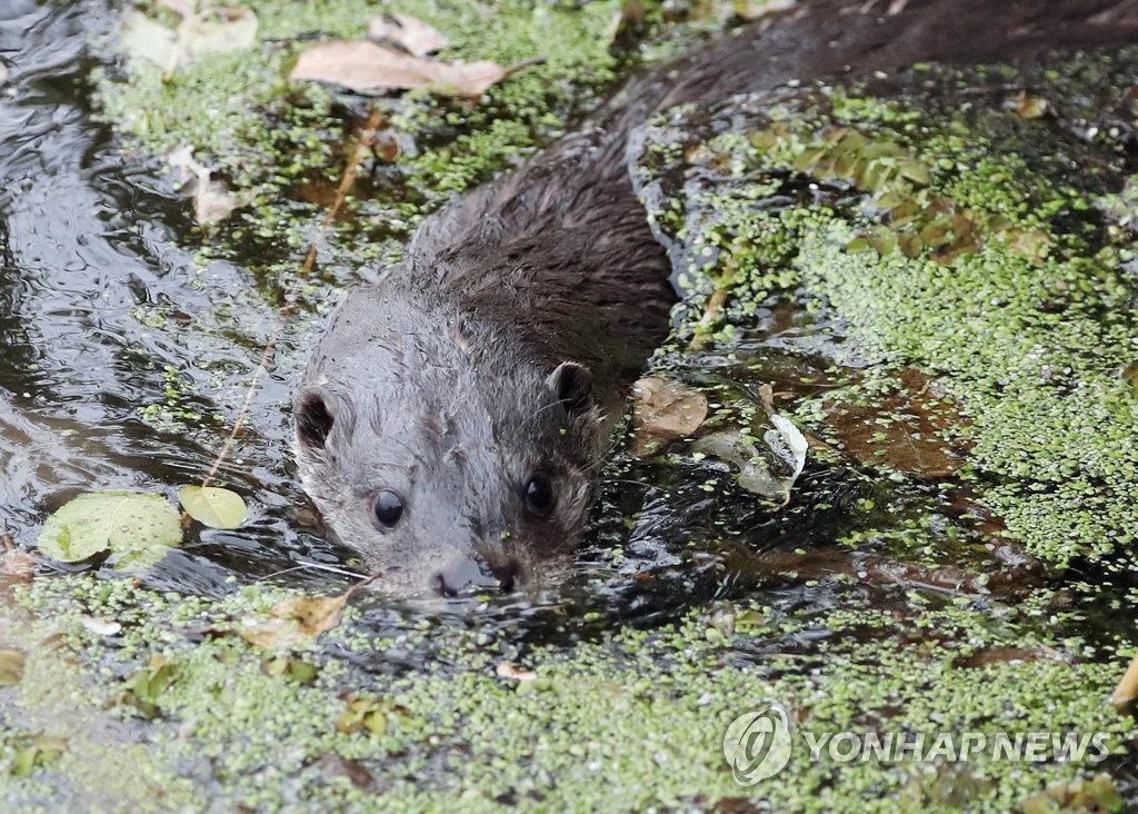 '다시 자연으로'