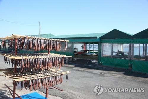 건조되는 과메기