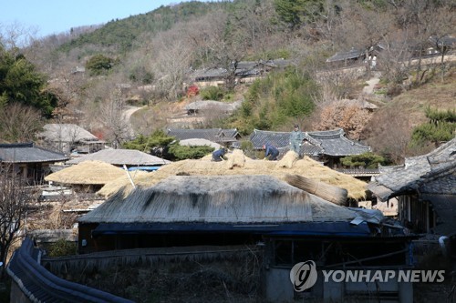 경주 양동마을 초가 이엉 새단장