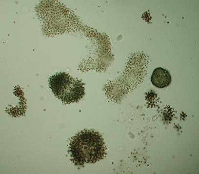 생명연, 남조류 둘러싼 미생물 상호작용 과정 규명