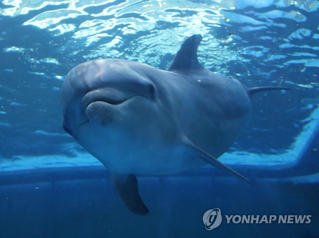 유영하는 돌고래 '고장수'