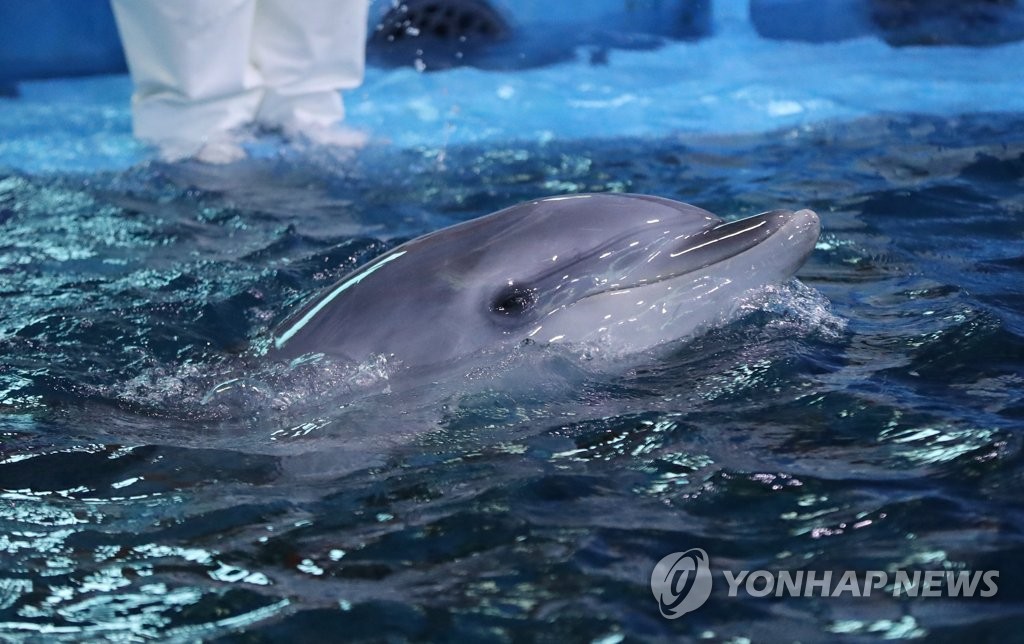 고래생태체험관에서 태어난 돌고래 '고장수'