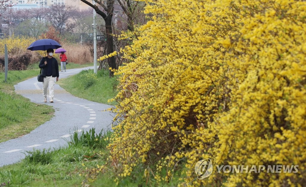 코로나19에 잊혀진 봄, 그래도 꽃은 핀다