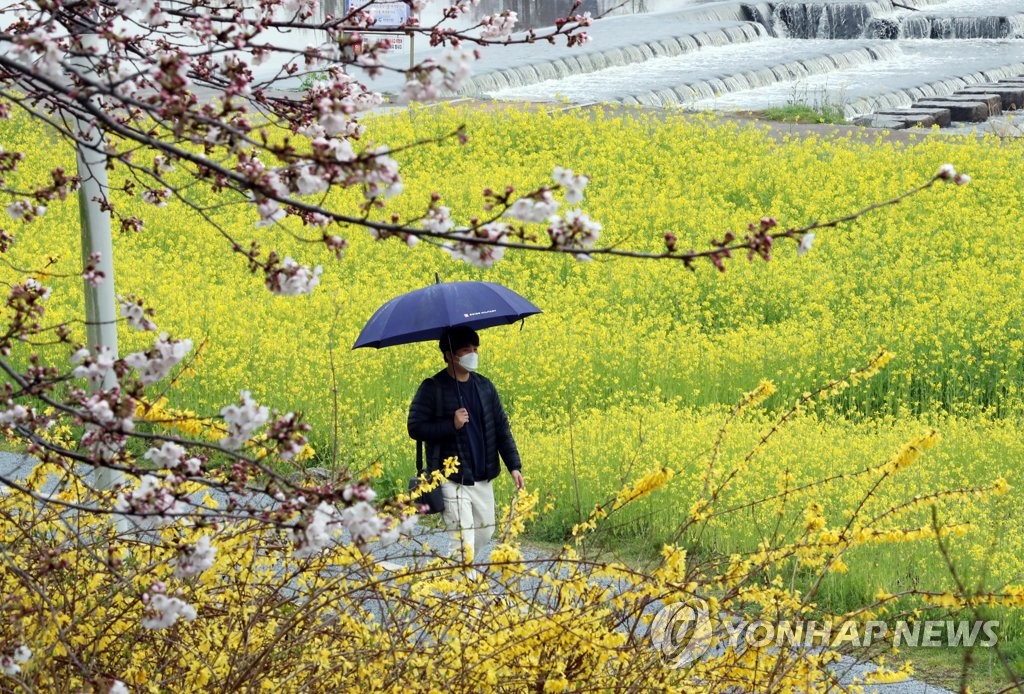 벚꽃·개나리·유채꽃 사이로