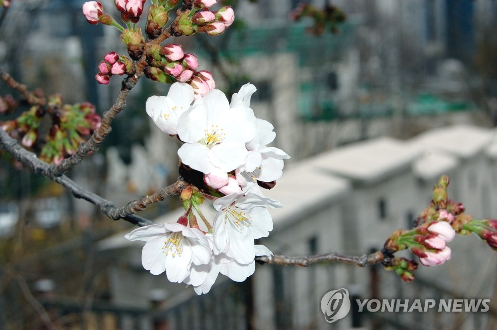 Cherry trees come into bloom in Seoul Cherry trees come into bloom in Seoul