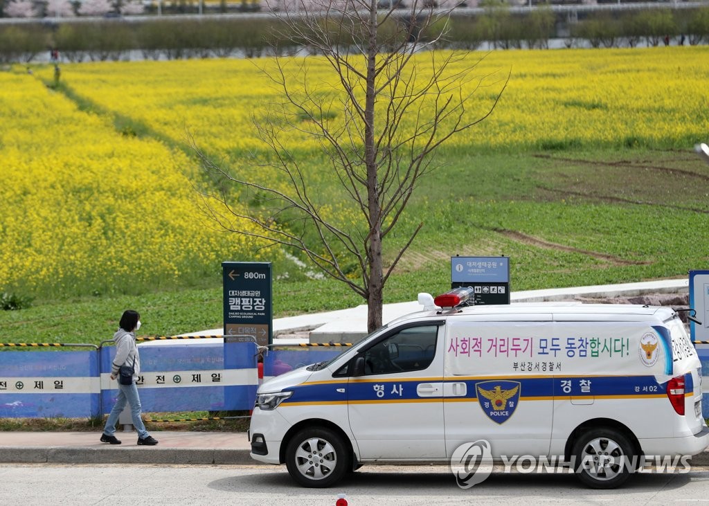 일부 통제된 축구장 100개 크기 유채꽃밭