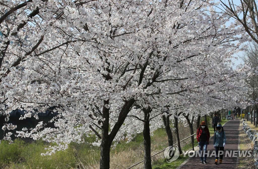 포근한 봄 날씨, 벚꽃길
