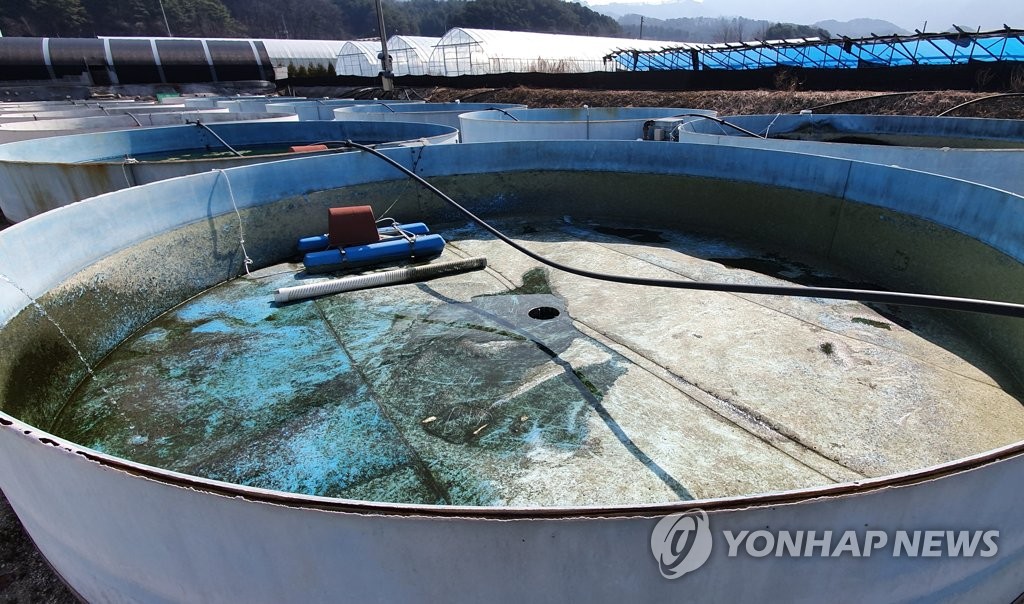 산천어 폐기 처분한 양어장