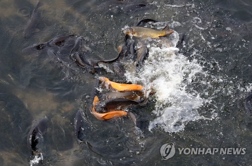 안양천에 산란하는 잉어