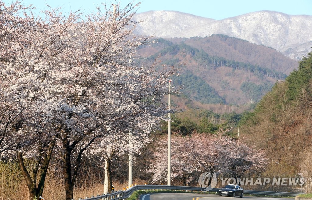 앞에는 벚꽃, 뒤에는 설경