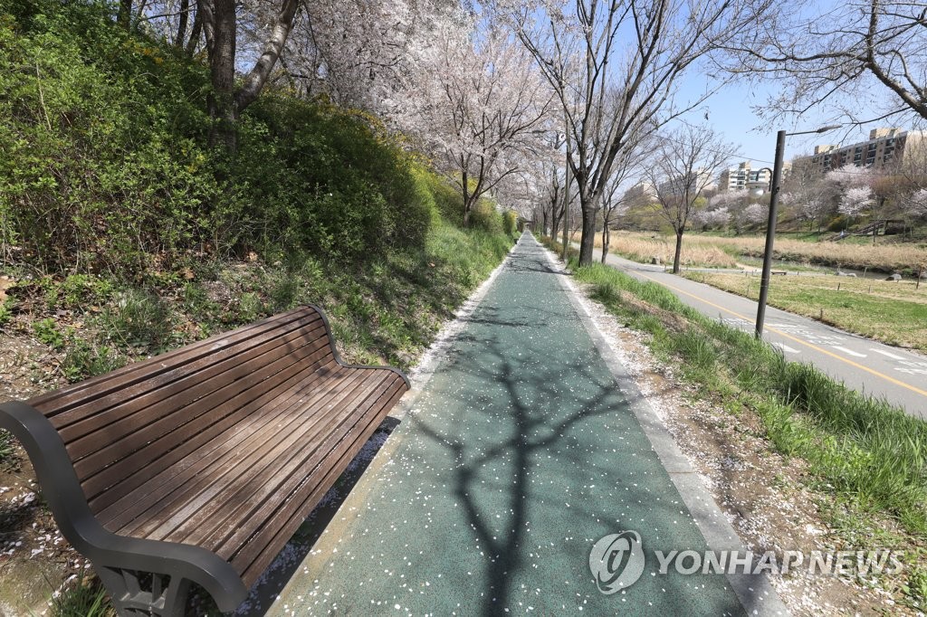 전 구간 통제된 양재천 벚꽃길