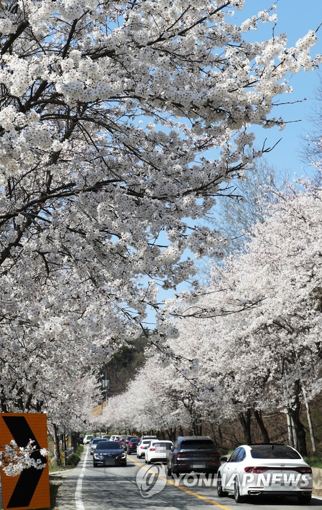 Cherry blossoms in Sejong Cherry blossoms in Sejong