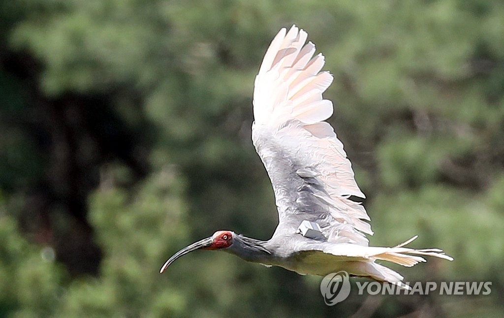 따오기 자연 속으로