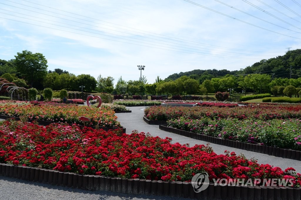 울산대공원 장미원 인기