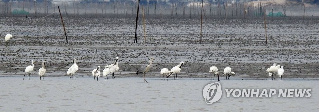 순천만 찾은 멸종위기종 저어새