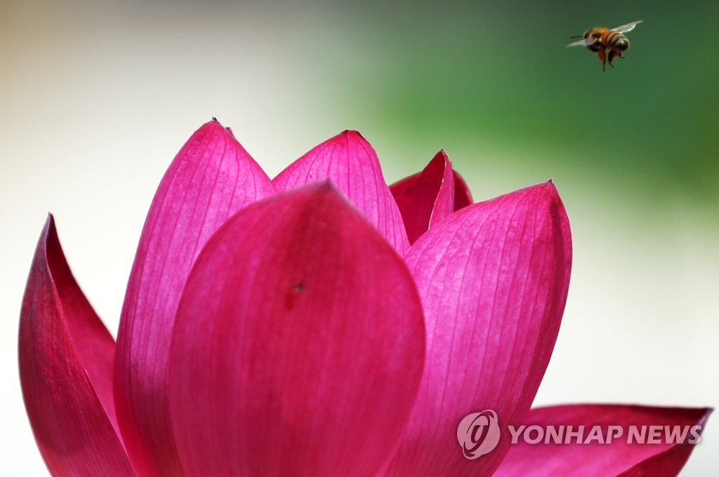 연꽃을 사랑한 꿀벌