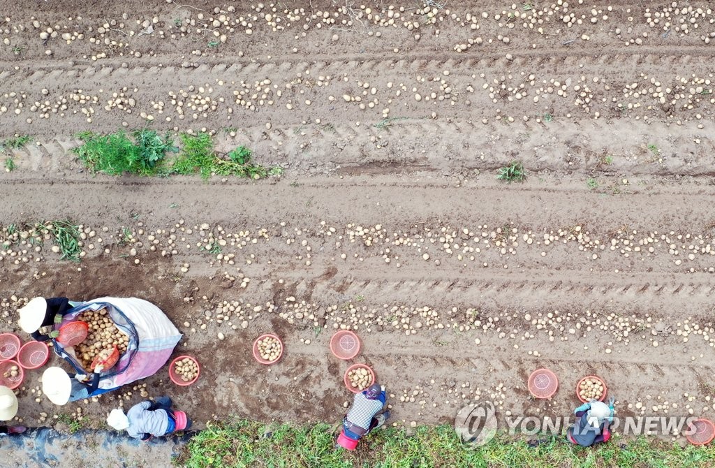감자 수확의 계절