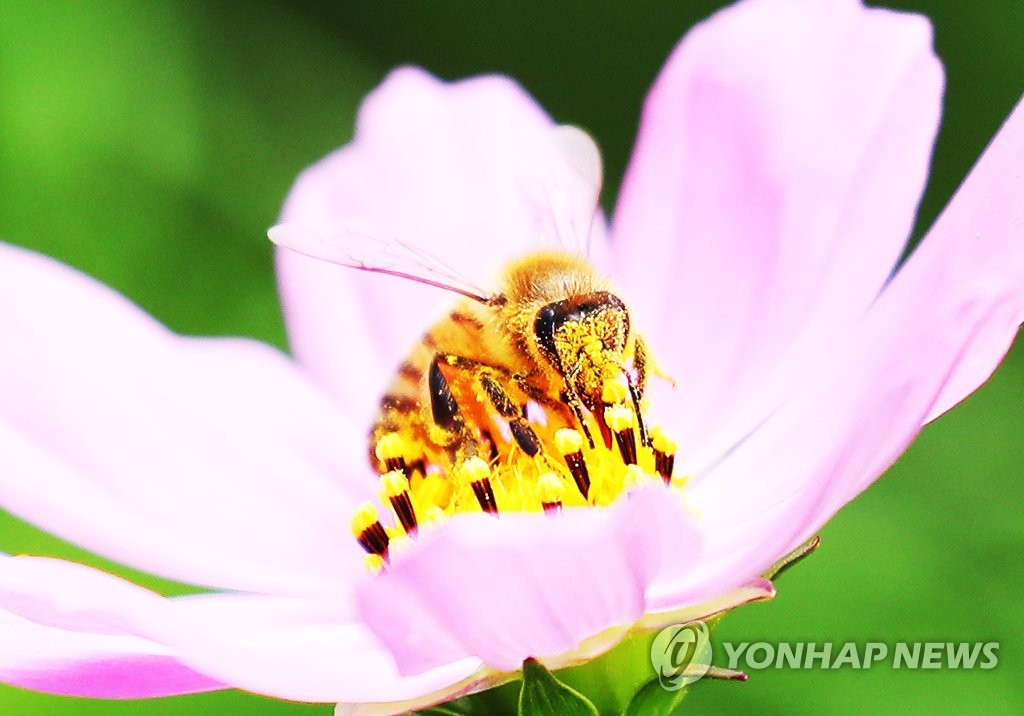 꽃가루 뒤집어쓴 꿀벌