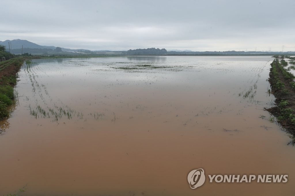 강으로 변한 논