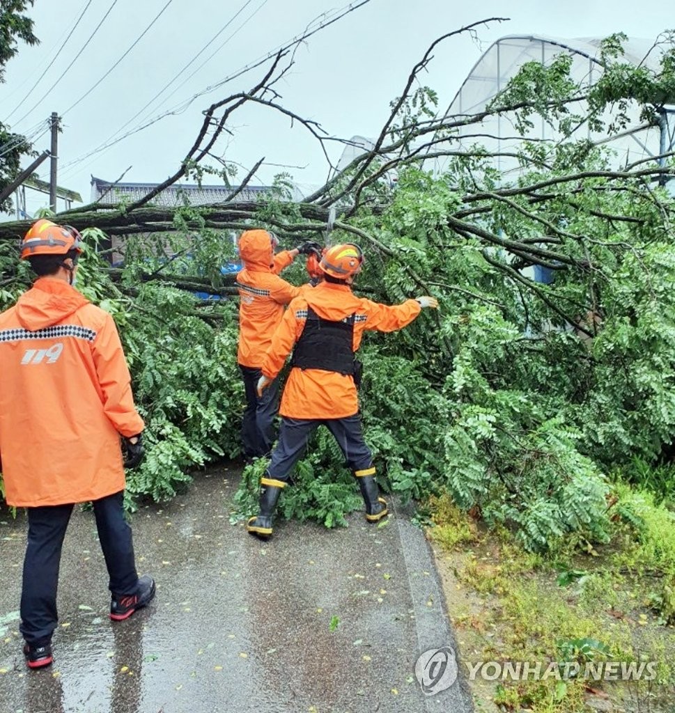 Firefighters clear fallen tree Firefighters clear fallen tree