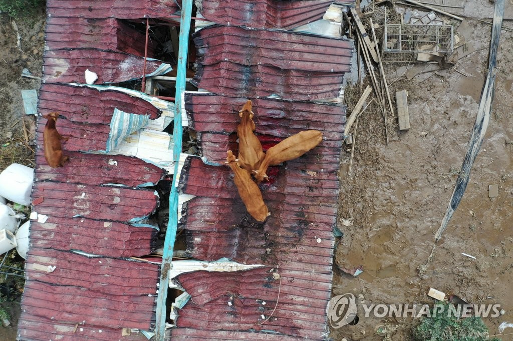 지붕 위로 피신해 살아남은 소들