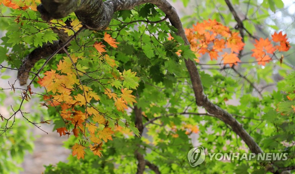 Couleurs d'automne Couleurs d'automne