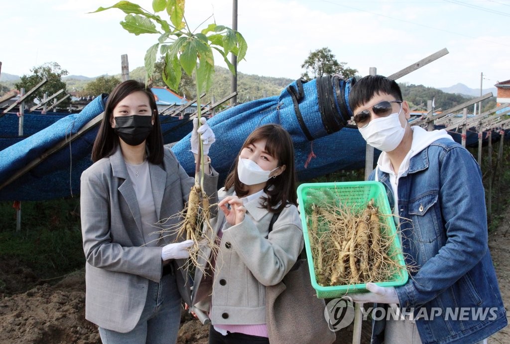 인삼캐기 체험에 참여한 외국인 관광객