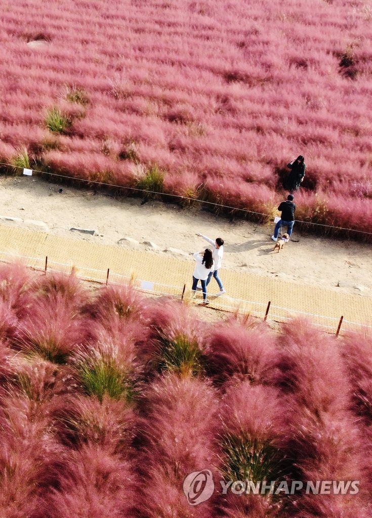 Field of pink grass Field of pink grass