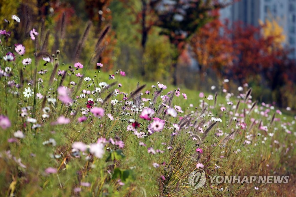 Cosmos Cosmos