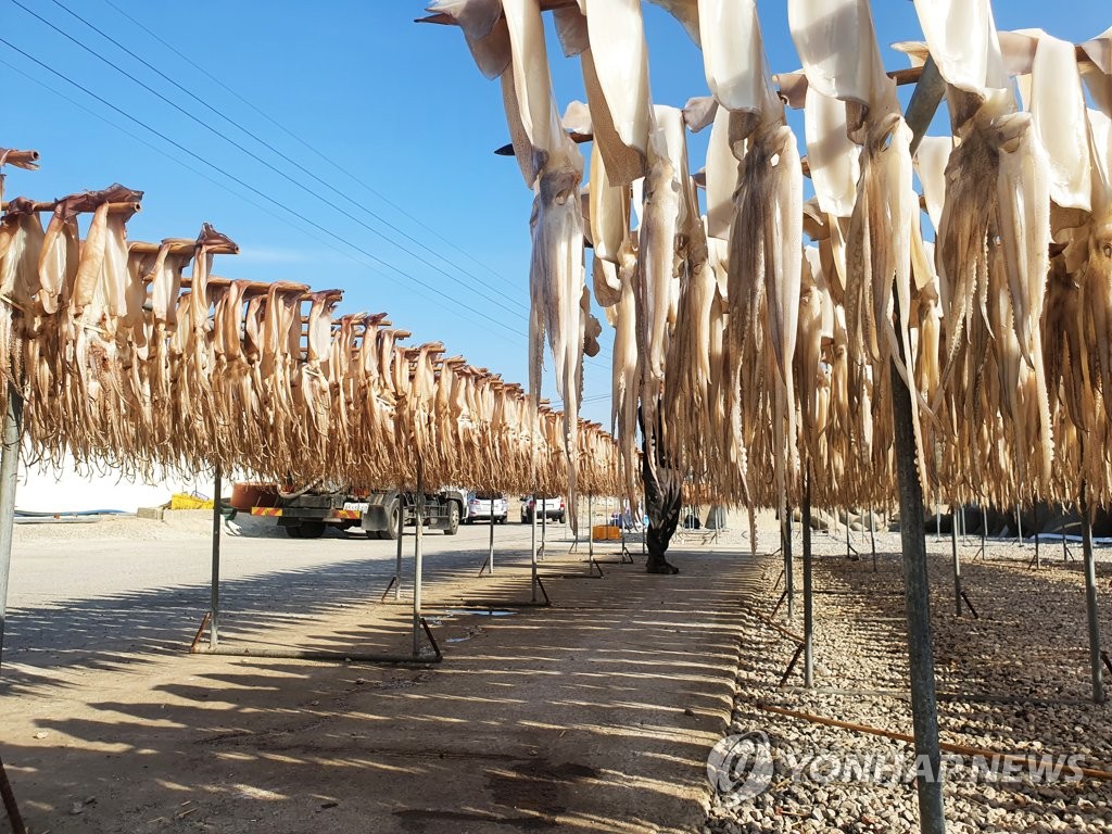 Squid at S. Korean port Squid at S. Korean port