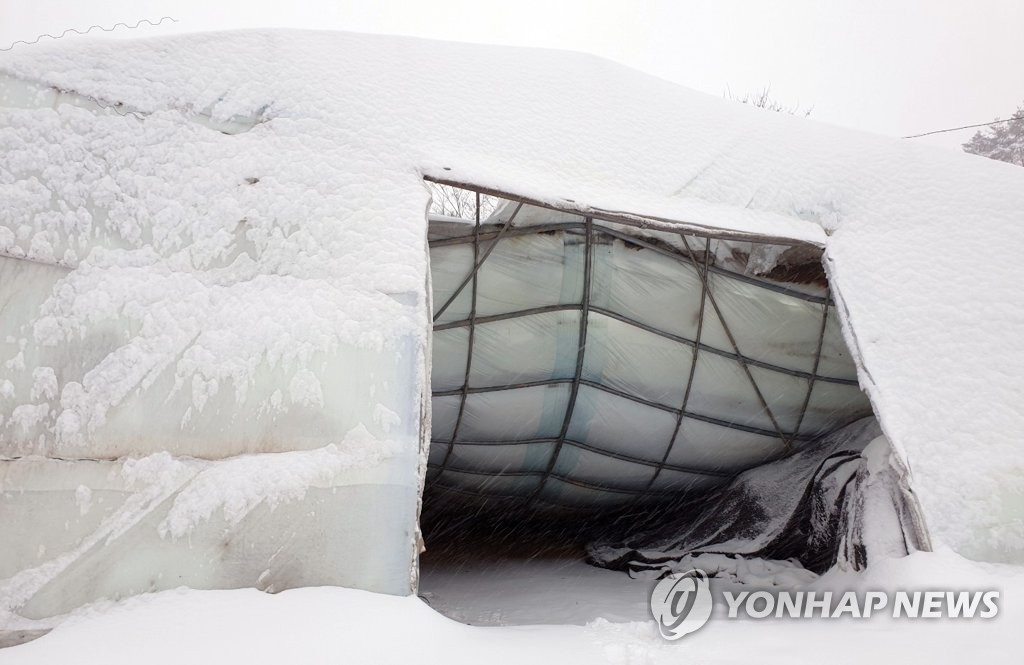 폭설에 무너진 강릉시 비닐하우스