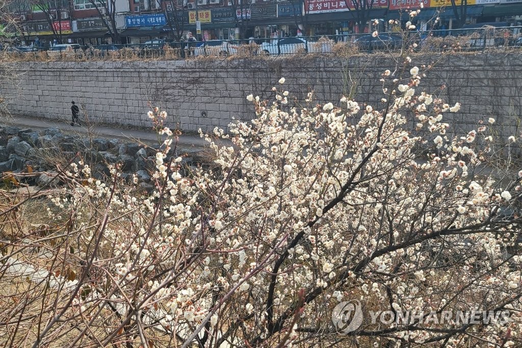 청계천에 만개한 매화
