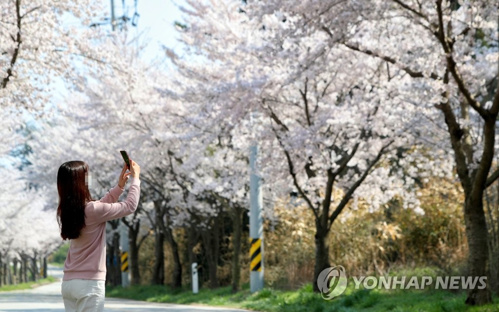 태안 벚꽃 절정