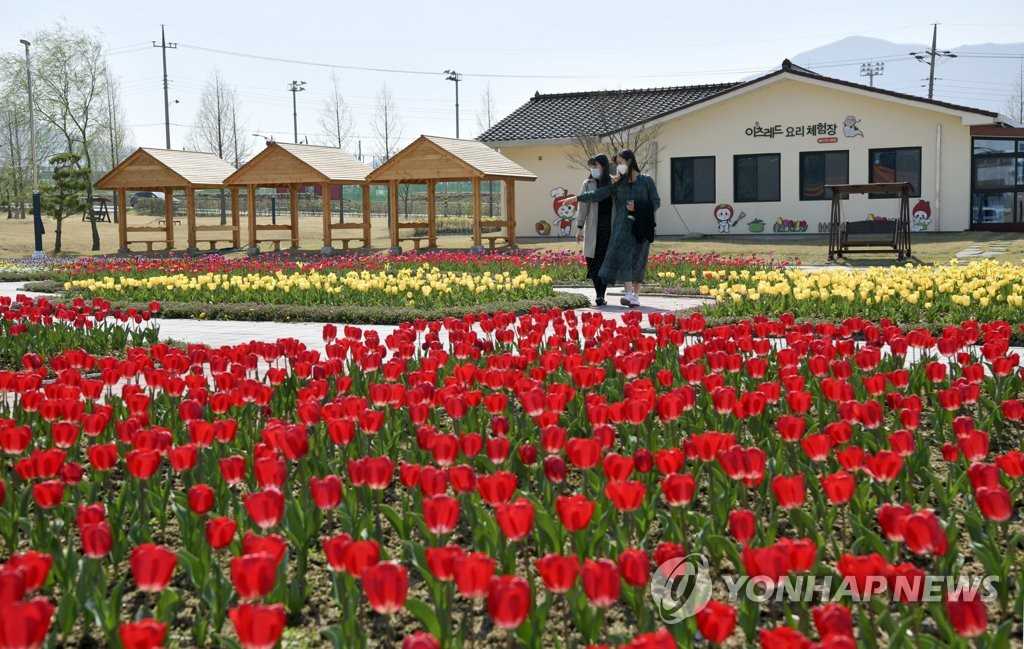 장수군 누리파크에 튤립 만개