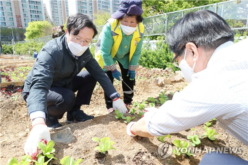 '도시농업의 날' 기념 모종 심는 채현일 영등포구청장