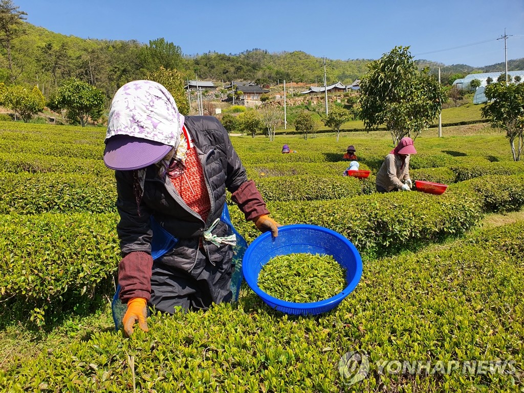 Cosecha de hojas de té Cosecha de hojas de té