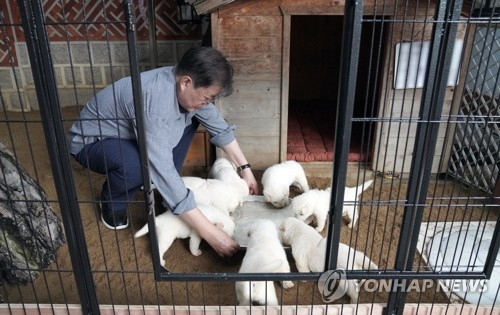 문 대통령, 북한에서 온 풍산개 '곰이' 새끼 공개